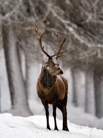 雪中鹿