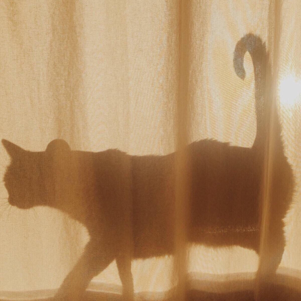 猫咪 光影 背景图