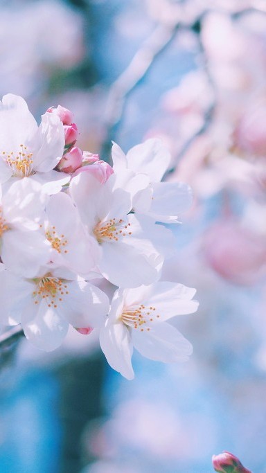 待落花时节，我陪你赏樱花如雪