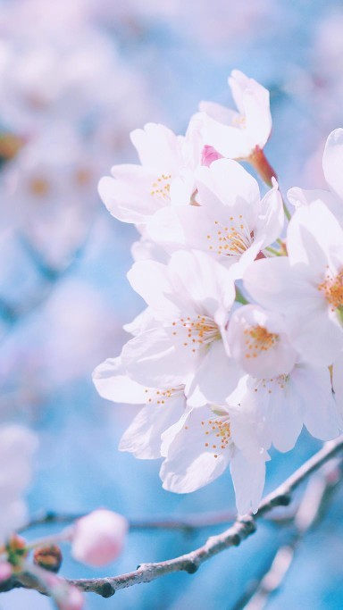 待落花时节，我陪你赏樱花如雪