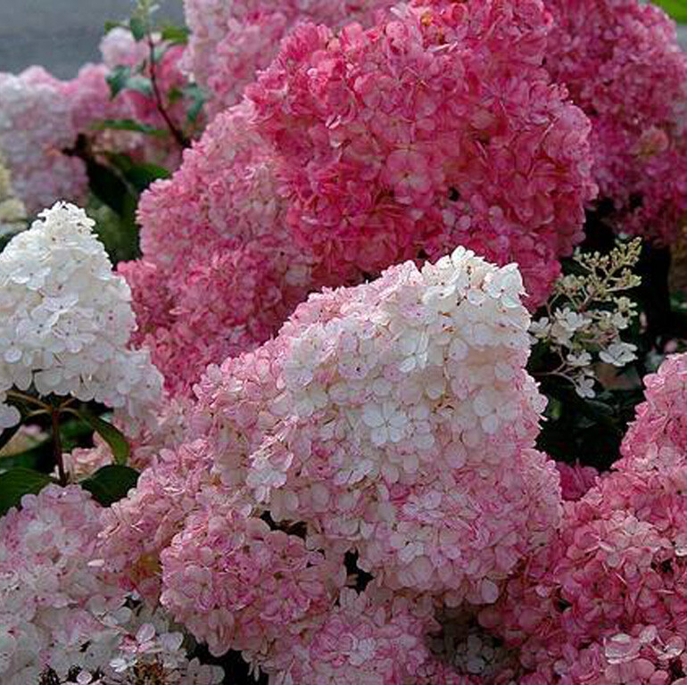 了不起的花匠-圆锥绣球 香草草莓 Vanille fraise 一加仑盆栽苗