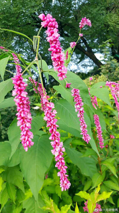 红蓼，一年生草本蓼科植物。花呈穗状，繁密下垂，颜色鲜艳，真是“数枝红寥醉清秋”啊！