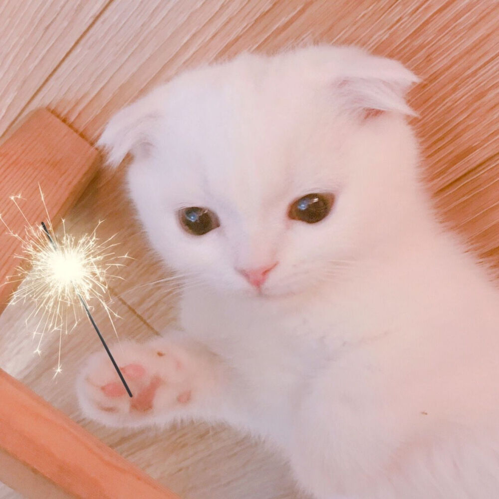 Daisy妤故の猫 小奶猫 可爱 猫星人