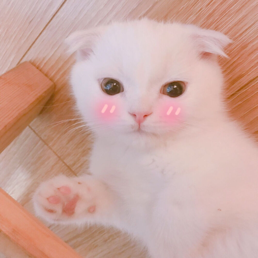 Daisy妤故の猫 小奶猫 可爱 猫星人