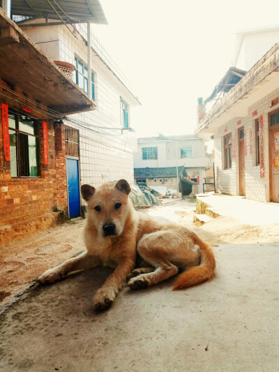 老家的中华田园犬