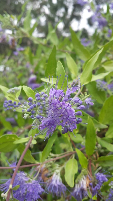 湿地公园 紫花