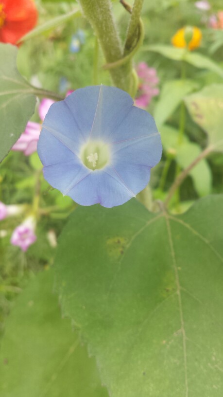 湿地公园 牵牛花