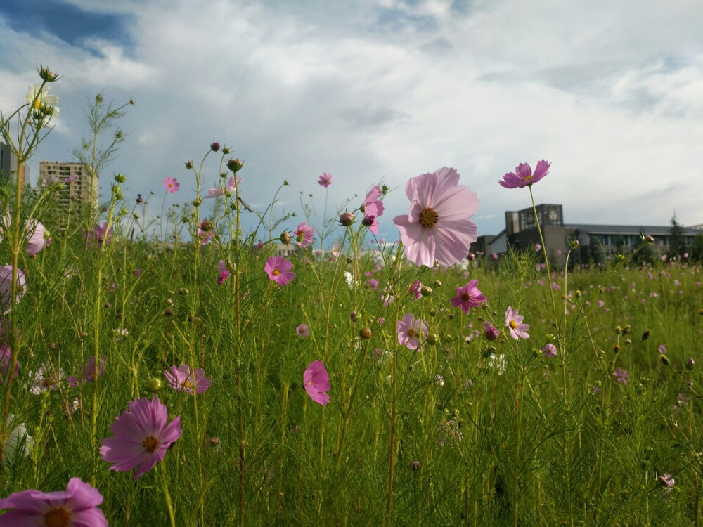 波斯菊