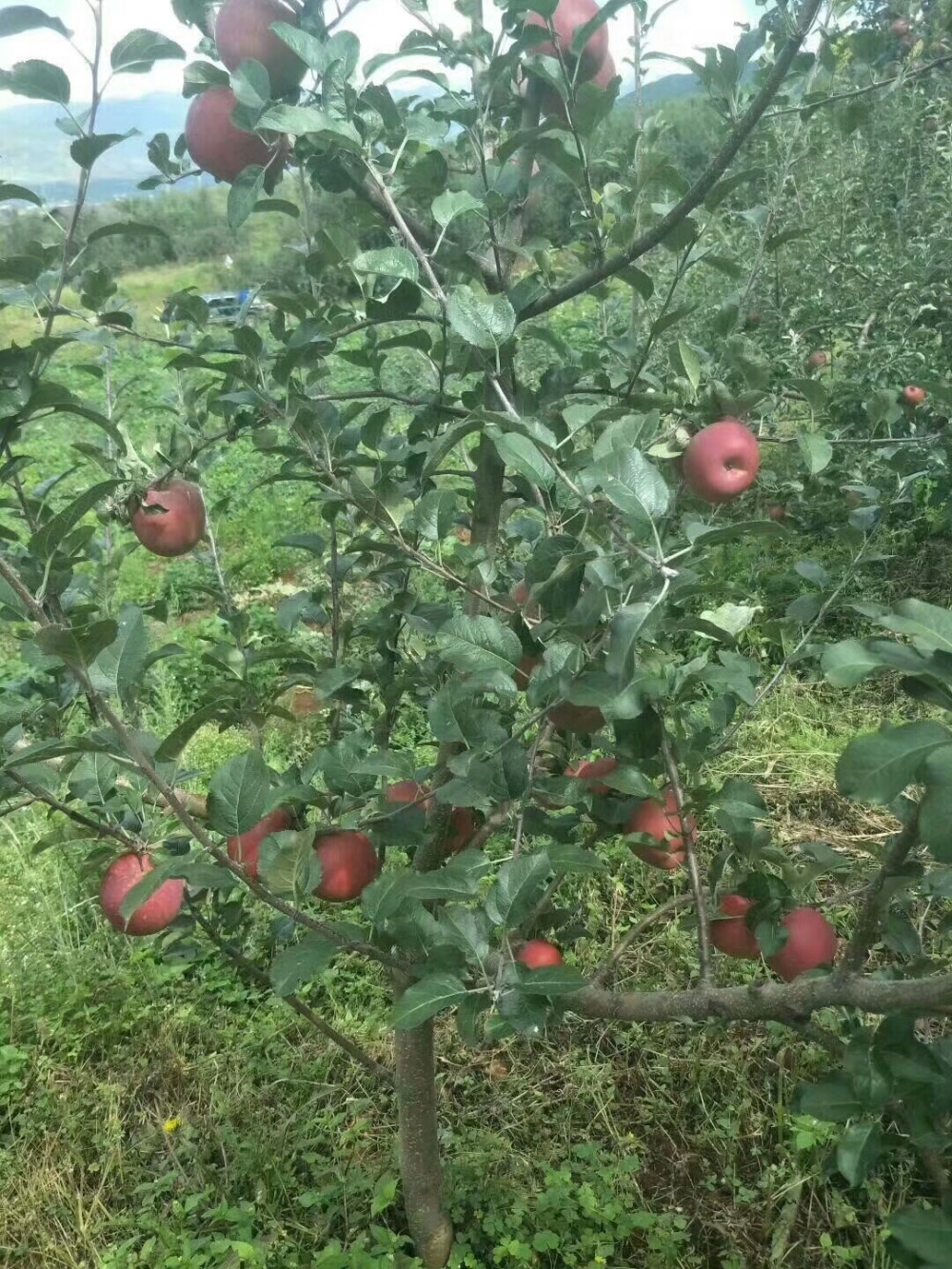 你是都见过苹果树？