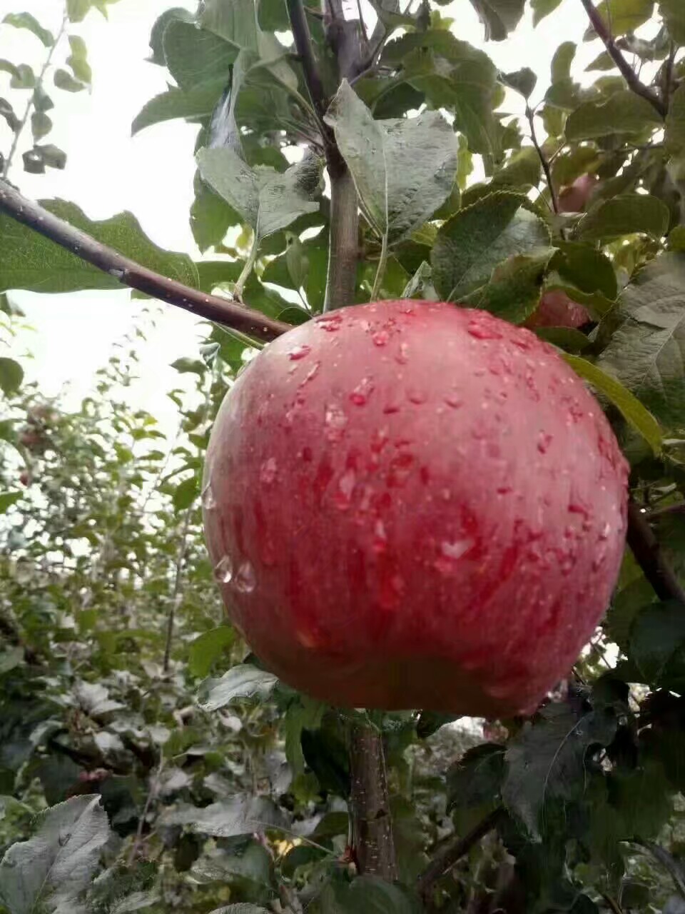 雨后的苹果格外红！