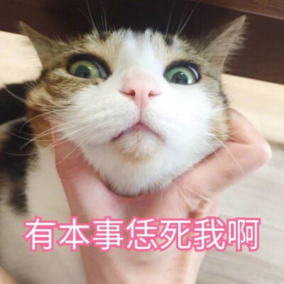 猫咪表情包