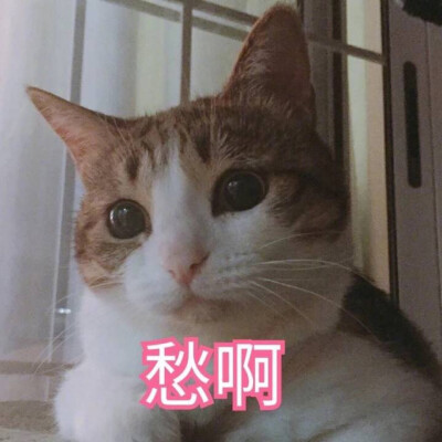 猫咪表情包