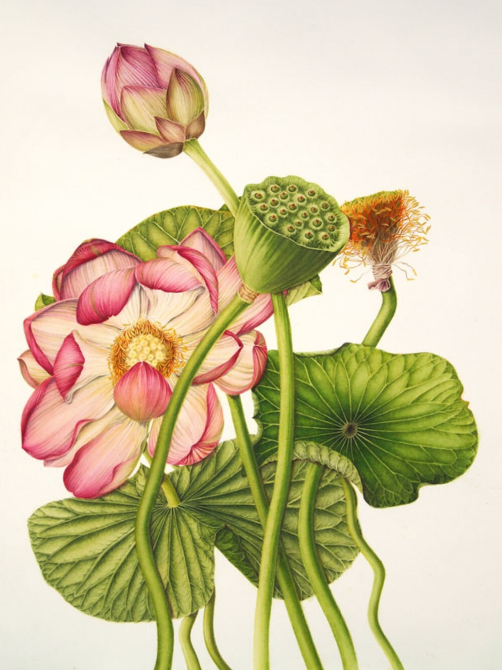 milly acharya的手绘植物图谱——Nelumbo nucifera（共收录56张）（画家主页：http://botanix.org/）