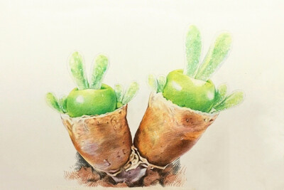 纸上彩铅-《多肉·碧光环》作者:@超超的青葱