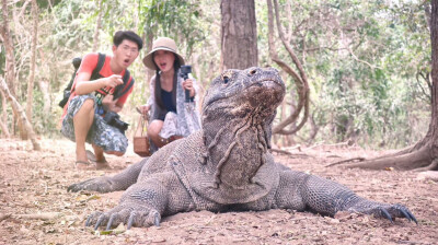  凌晨4点起床，坐5个小时的船出海，只为看你一眼（猜猜它是谁？）——2017.9.11，摄于科莫多岛