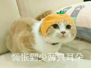 猫♡表情包