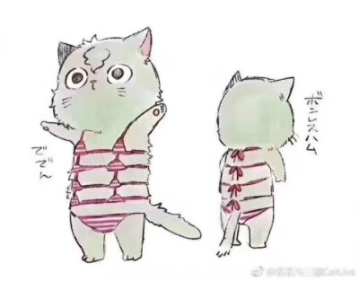 猫