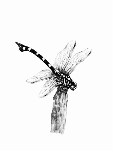 蜻蜓素描画