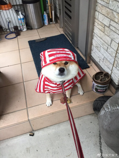 外面都下雨了，我们为什么还要出去( ´•ω•` ) twitter：87shiba87 ​​​​