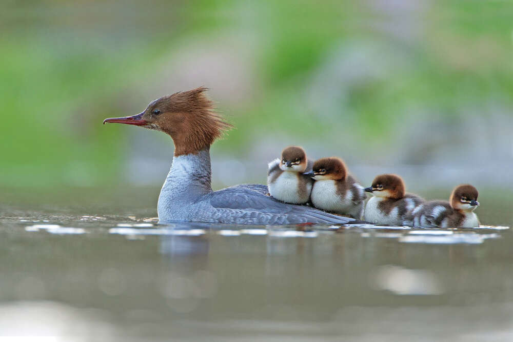 2017年鸟类摄影大赛”作品
Goosander and brood by Jonathan Gaunt, UK. Category: bird behaviour.
Photograph: Jonathan Gaunt/2017 Bird Photographer of the year
图片均由网上收集而来，版权归原作者，请不要用于商业用途！