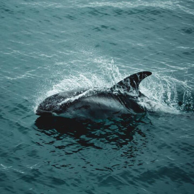 鲸鱼壁纸