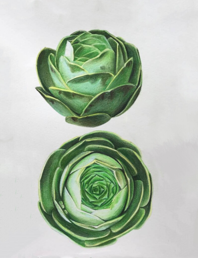 彩铅多肉――山地玫瑰（作者:@小米与石石）