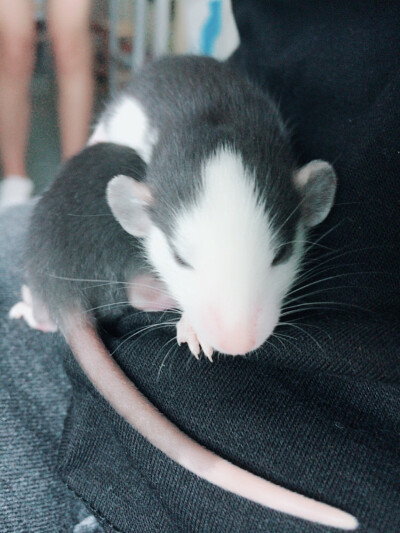 第二胎的宝宝们.