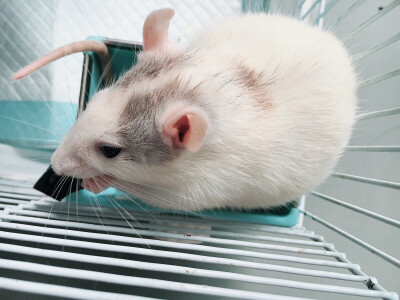 元芳如果缩起来就成了球.