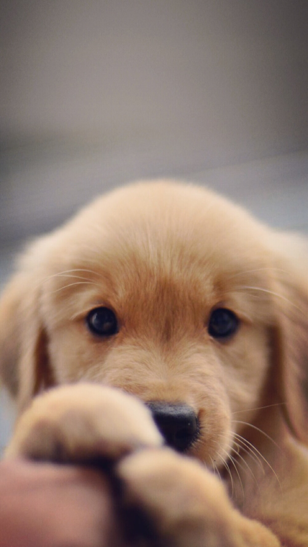 金毛- 堆糖,美图壁纸兴趣社区