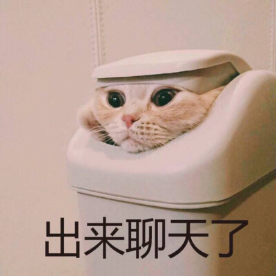 猫咪表情包