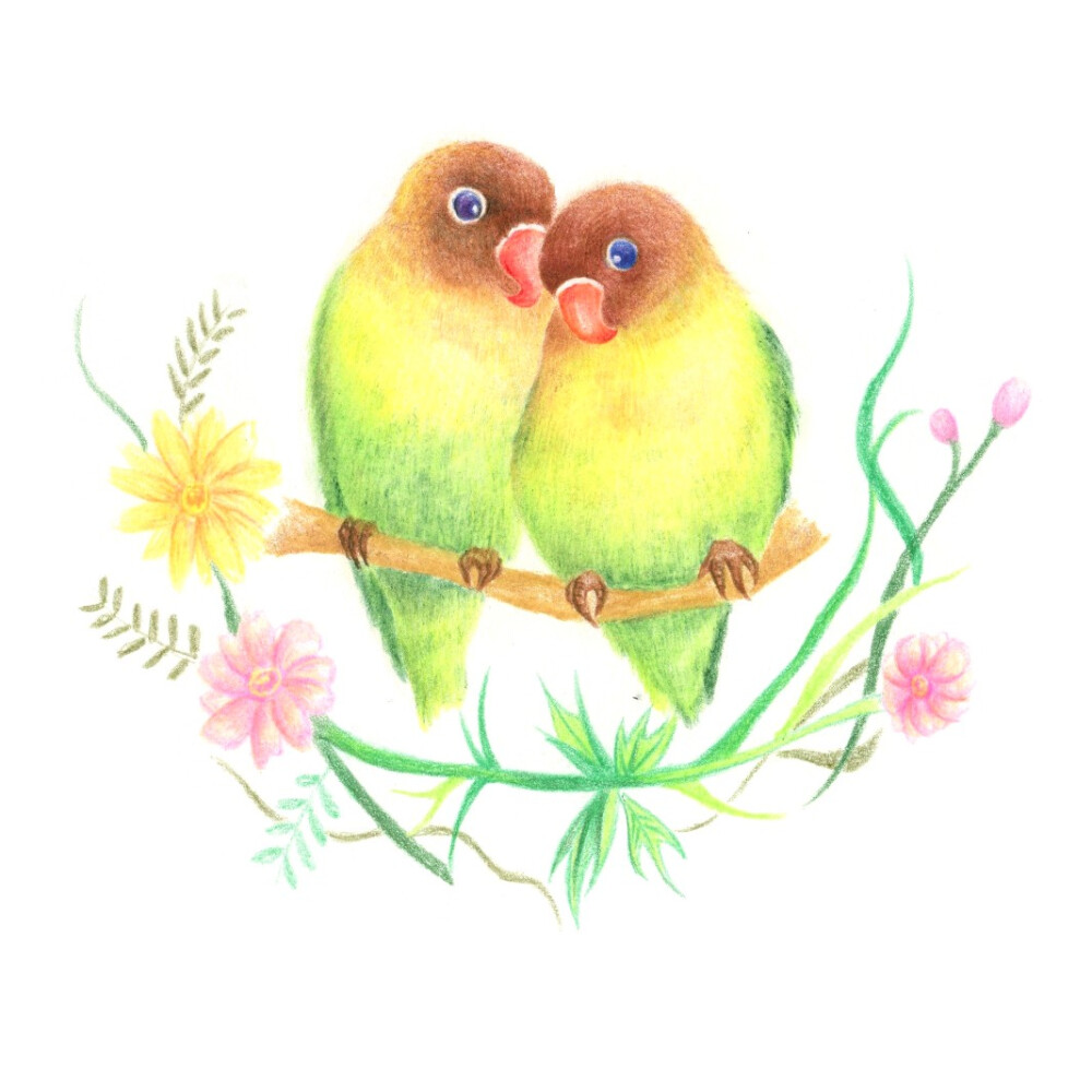 彩铅动物牡丹鹦鹉作者麦小朵