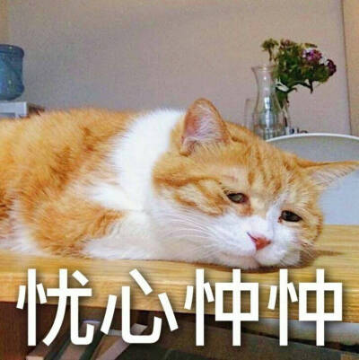 网黄猫日