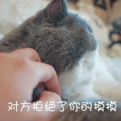 英国短毛猫表情包 [你的小可爱突然出现]