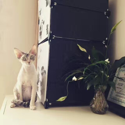 德文卷毛猫Anna