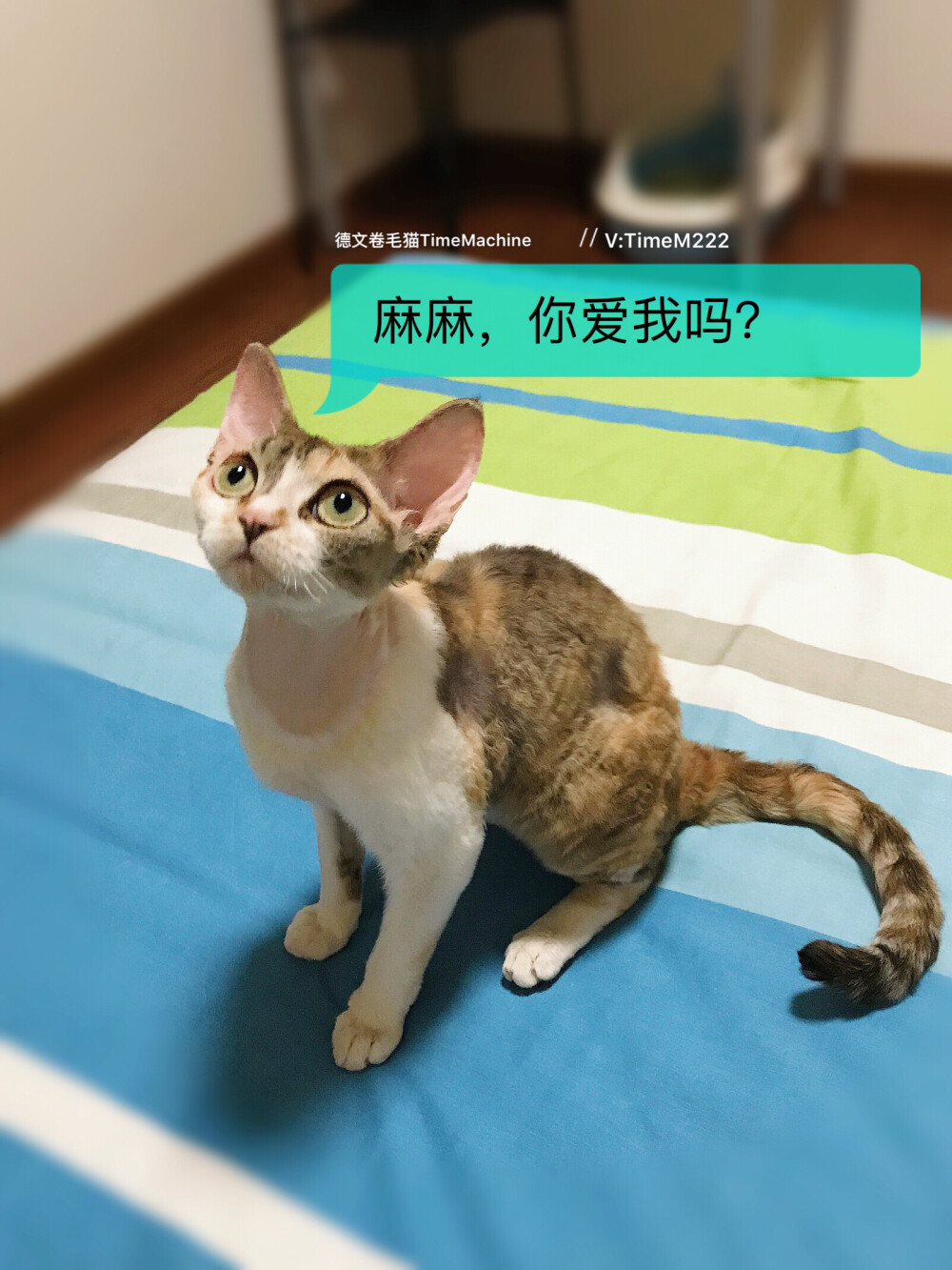 德文卷毛猫Anna