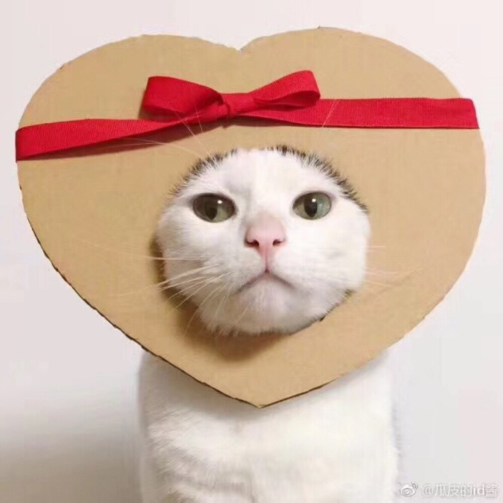 猫猫！情头