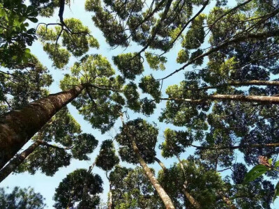 Crown Shyness 树冠羞避”，指的是一些特定树种会有的现象。即使空 间很拥挤，相邻的树木的树冠也互不遮挡，形成一个沟状的开口。感觉像是树木在互相“礼让”，各自有各自的一块空 间，像拼图一样，非常奇妙