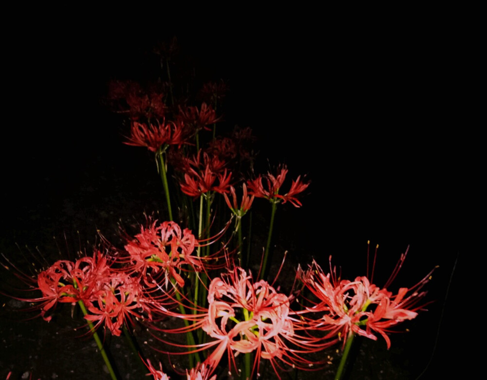 传说彼岸花开在 忘川河畔