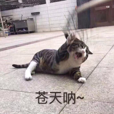 猫咪表情包