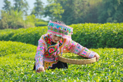 李昊采茶的时候布依族