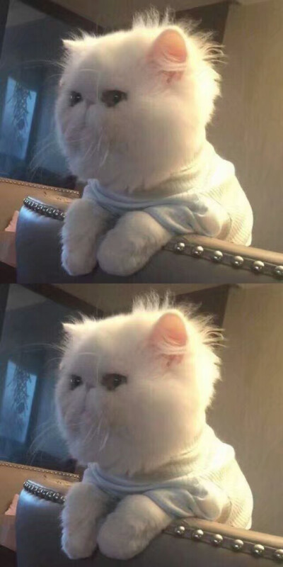 猫奴