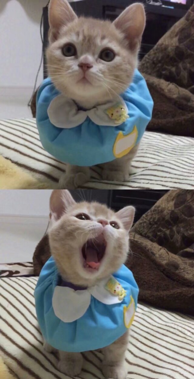 猫奴