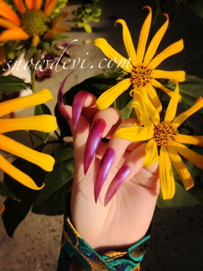 长指甲，long nails，snowdevi，菊