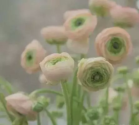 奇花异卉——花毛茛
又称芹菜花、波斯毛茛，昆明地区俗称“洋牡丹”，是毛茛科花毛茛属多年生宿根草本花卉。花毛茛原产于地中海沿岸，法国、以色列等欧洲国家已广泛种植，目前世界各国均有栽培。