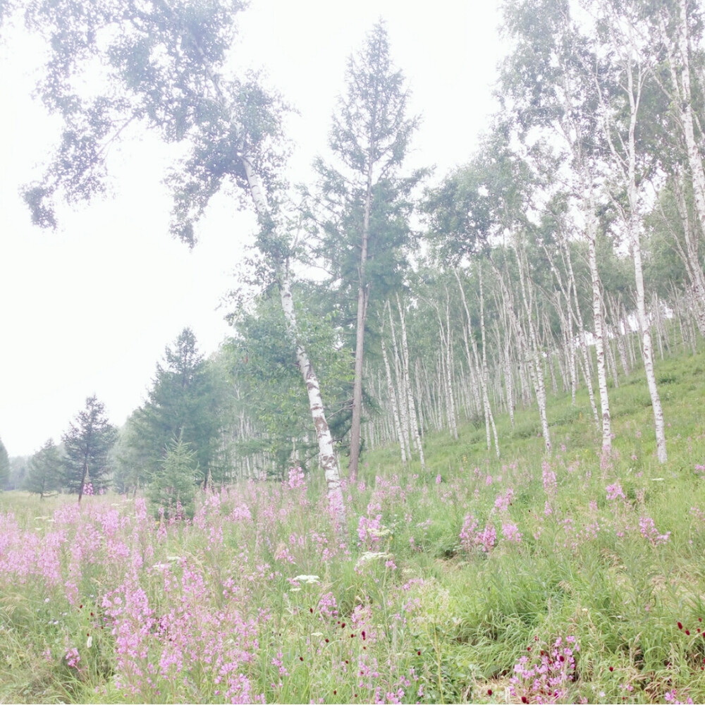 粉花花和白桦树