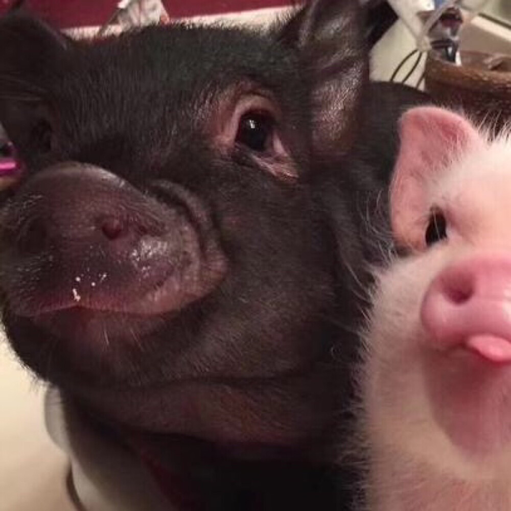 猪的情侣头像一对图片