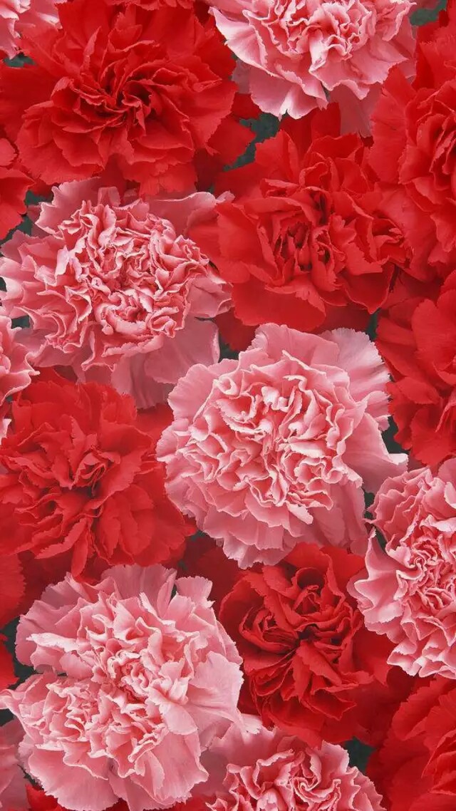 奇花异卉——康乃馨