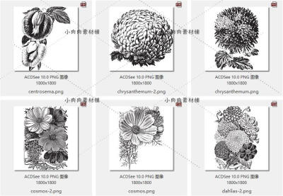 复古花卉植物线稿花草树木水彩画白描绘画手绘素描临摹素材17