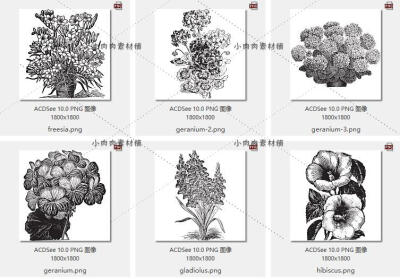 复古花卉植物线稿花草树木水彩画白描绘画手绘素描临摹素材17