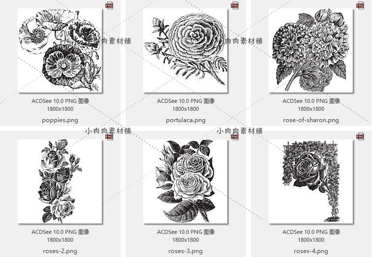 复古花卉植物线稿花草树木水彩画白描绘画手绘素描临摹素材17